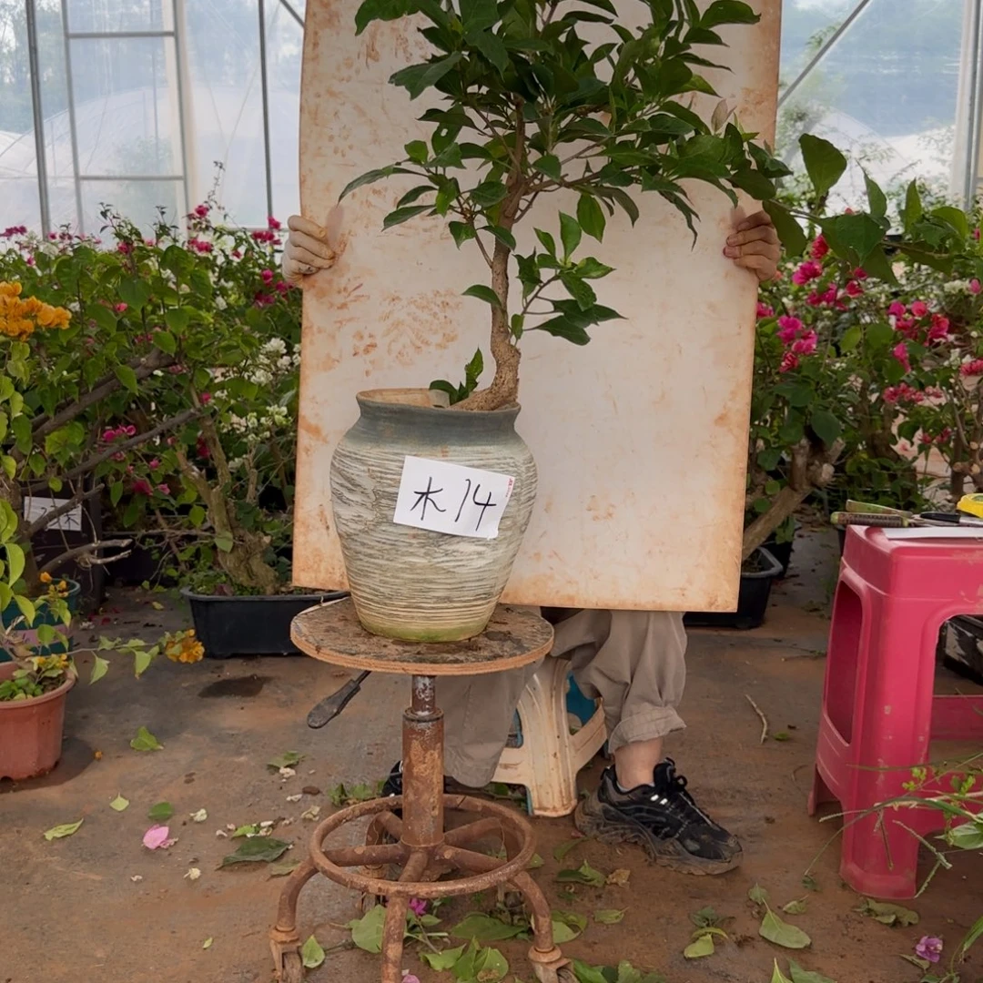 大部分花苞少量开放金夫人 14木架