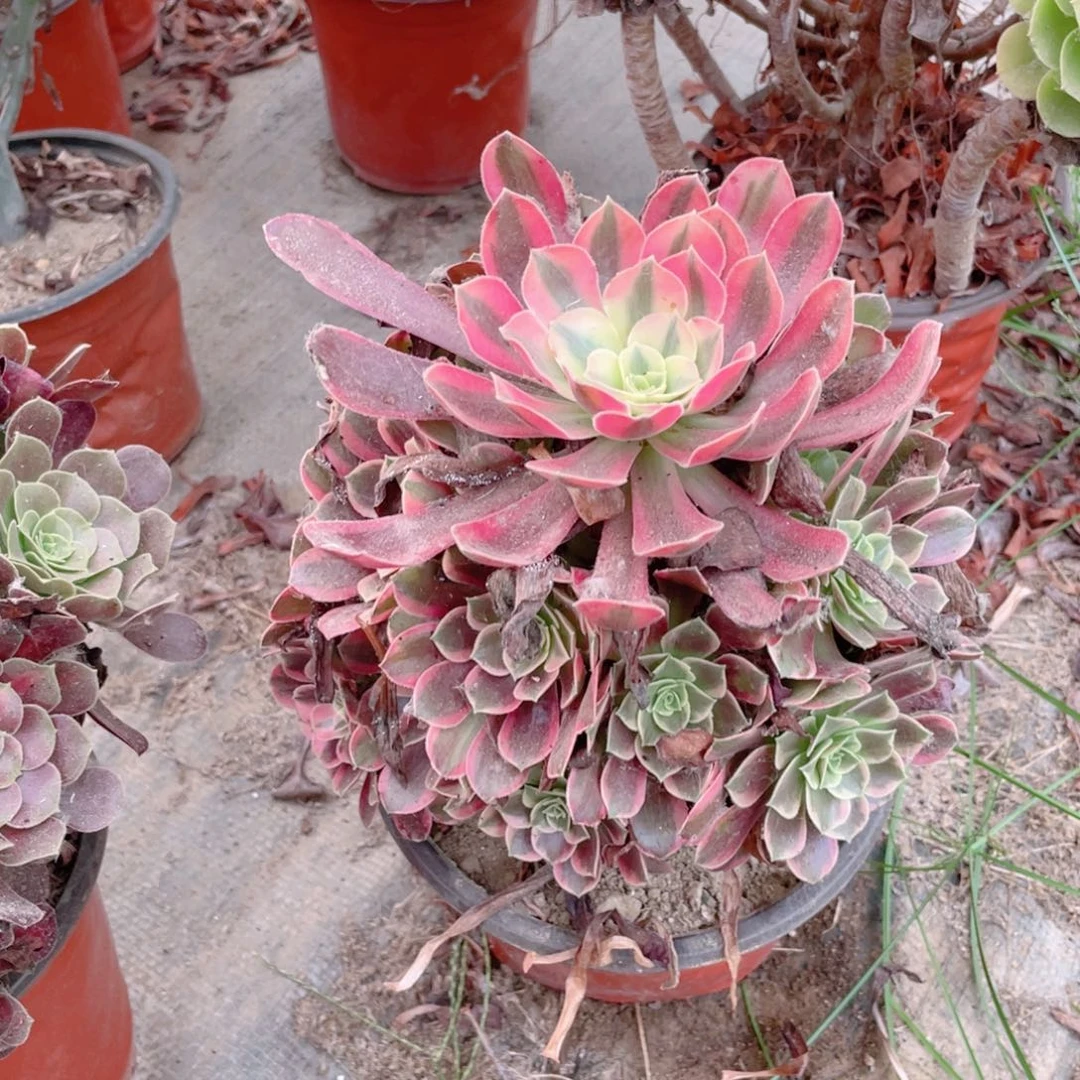 194金丝雀法师多肉断枝不包