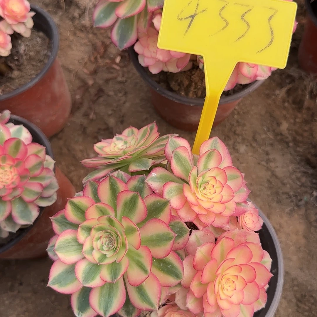 4333倾城多头多肉