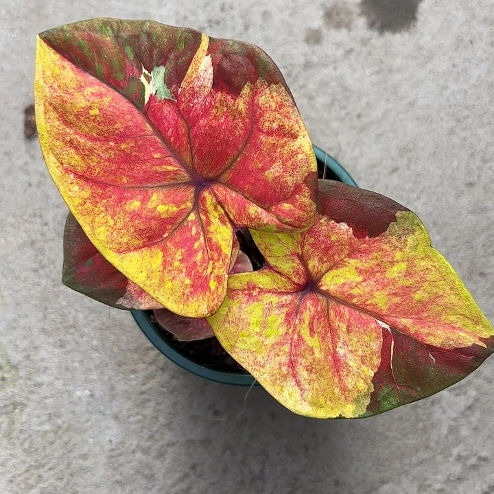 52-1115暮光广东现货