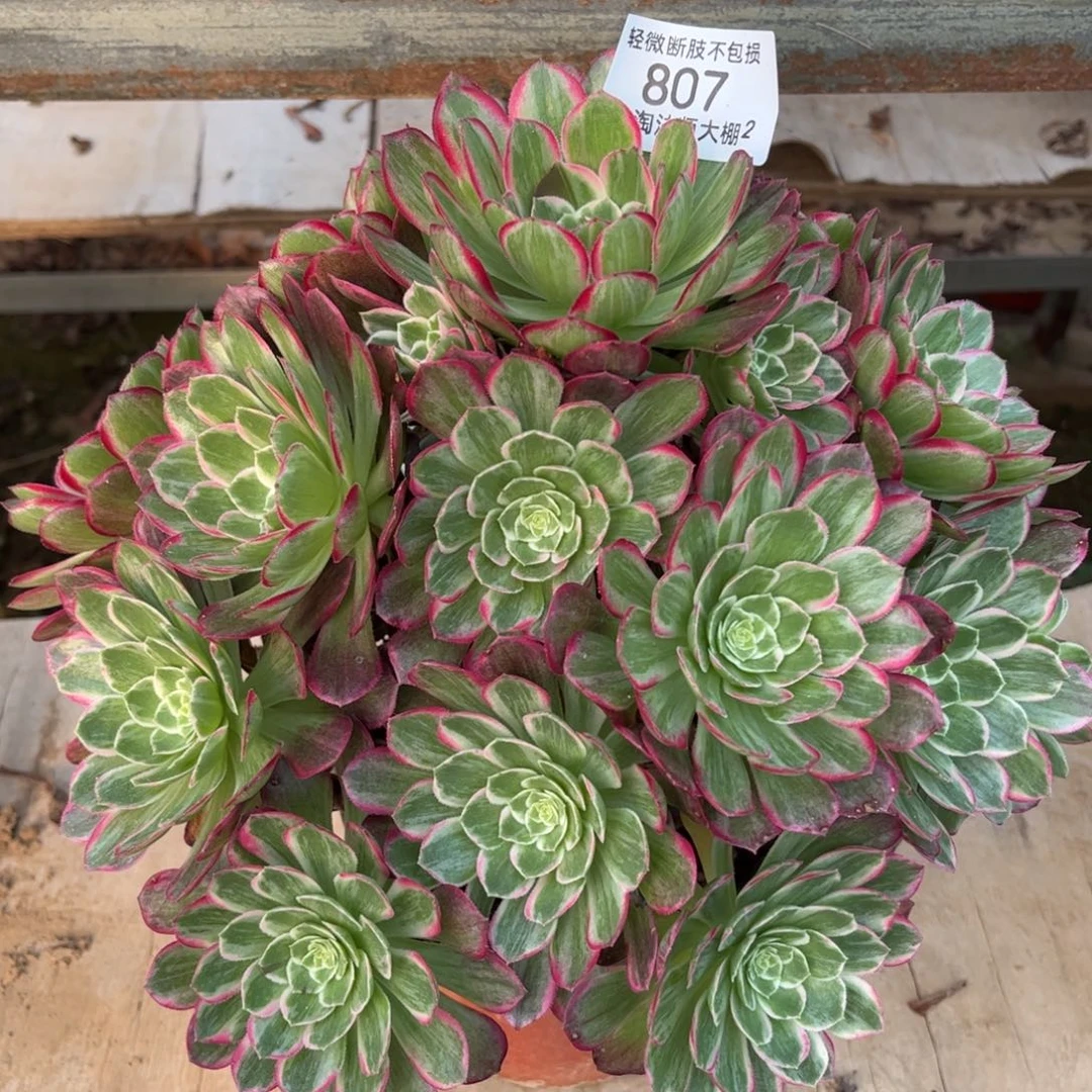 807芙蓉多肉植物法师