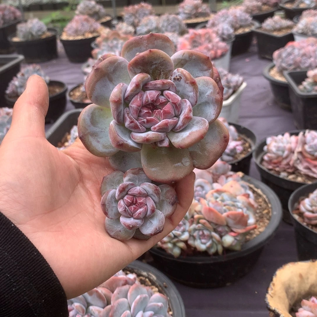 无花朵哈哈哈哈哈哈哈11