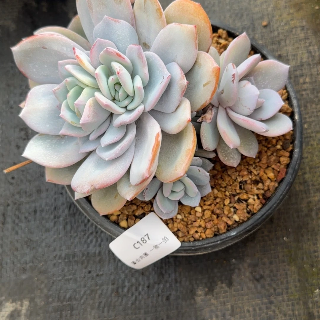 K***lC187奶茶多头