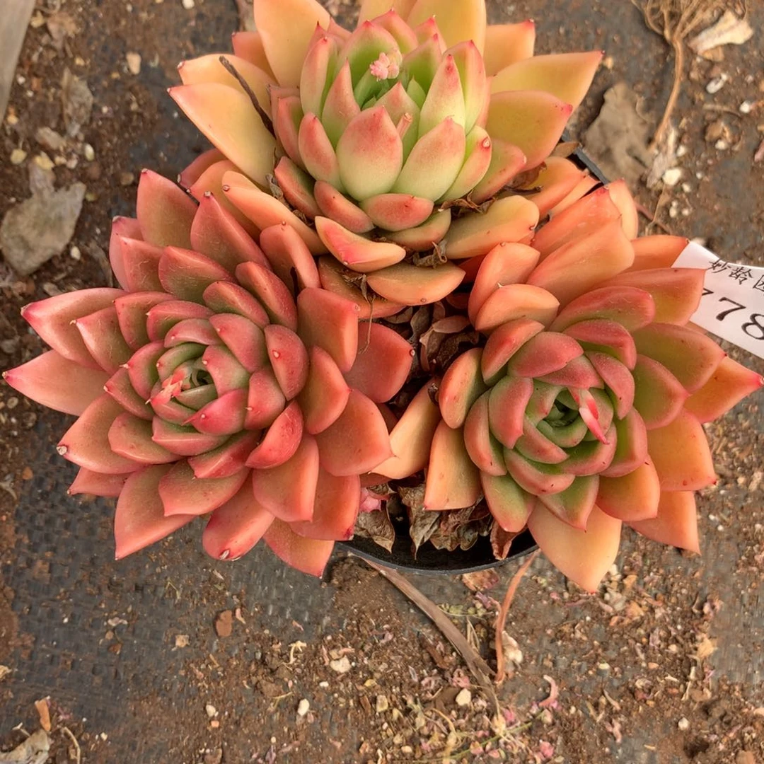 用****1778杂交精品基地13厘米