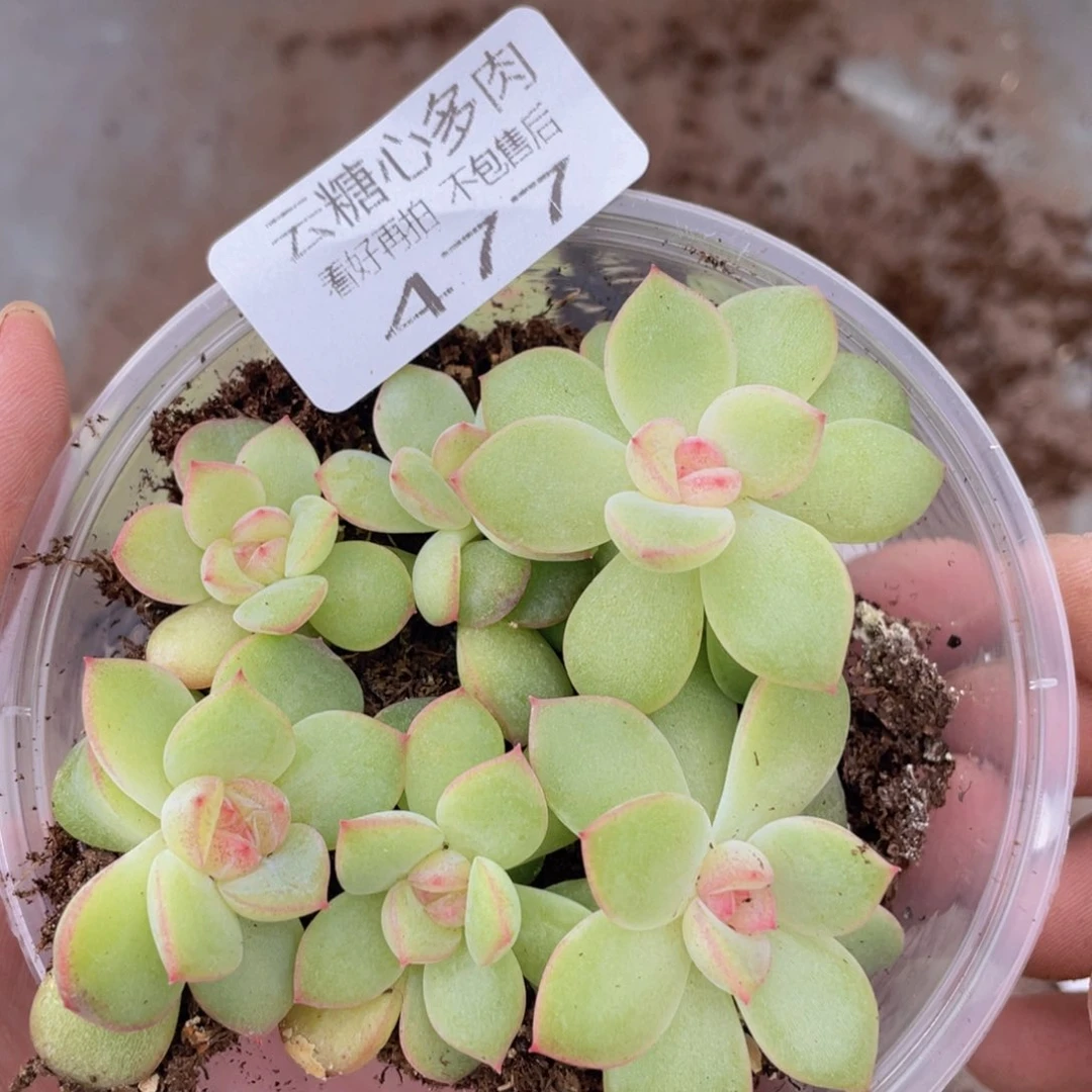 云糖心多肉植物477