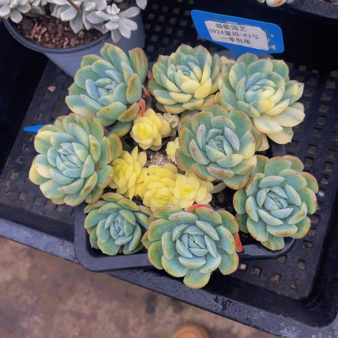 0924-43-颜值贝瑞锦群生一颗