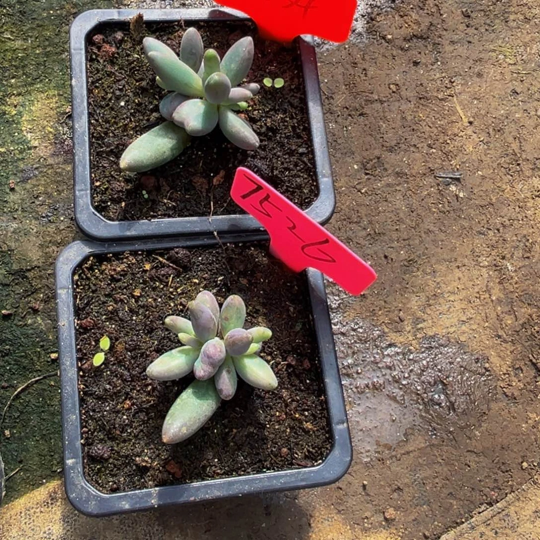 狼***ₒ0034，7526下午多肉植物群生