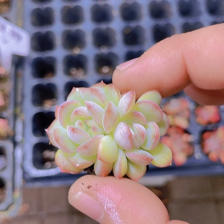 双头葡萄珍妮【满10颗包邮】