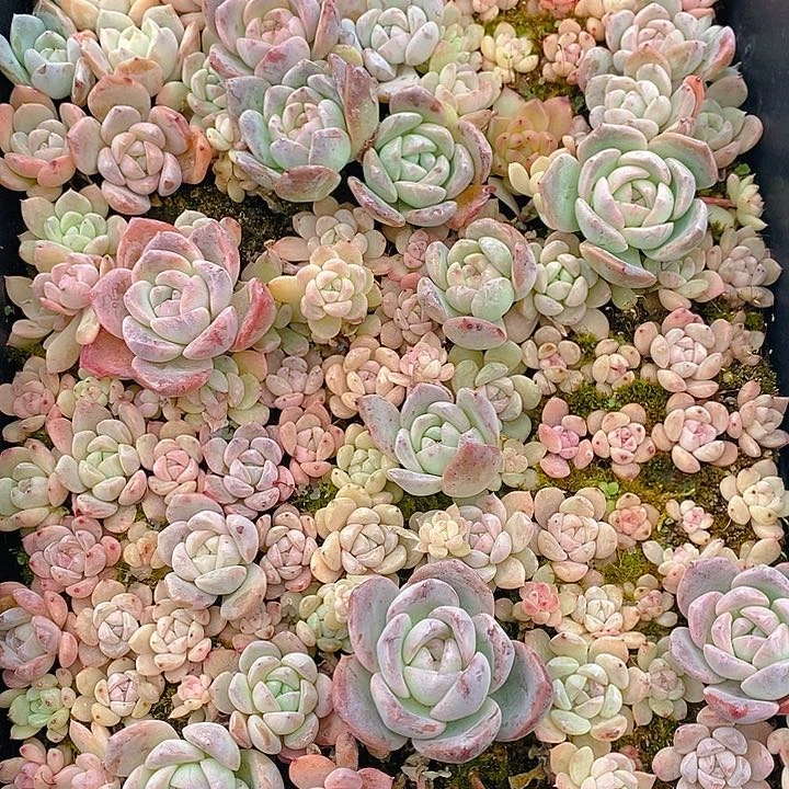 94 多肉植物盆栽花卉植物