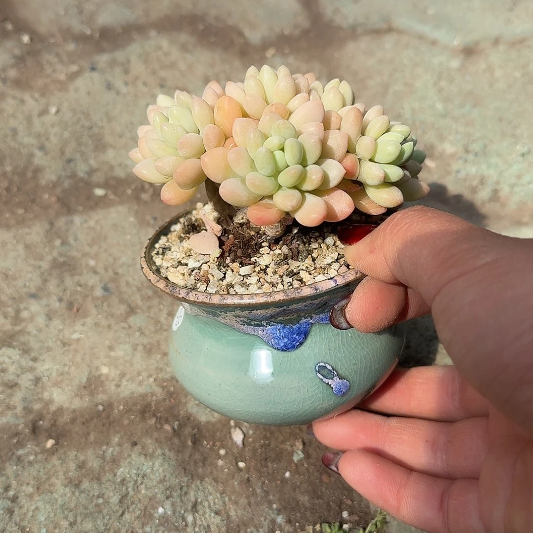 洛可可多肉植物精品