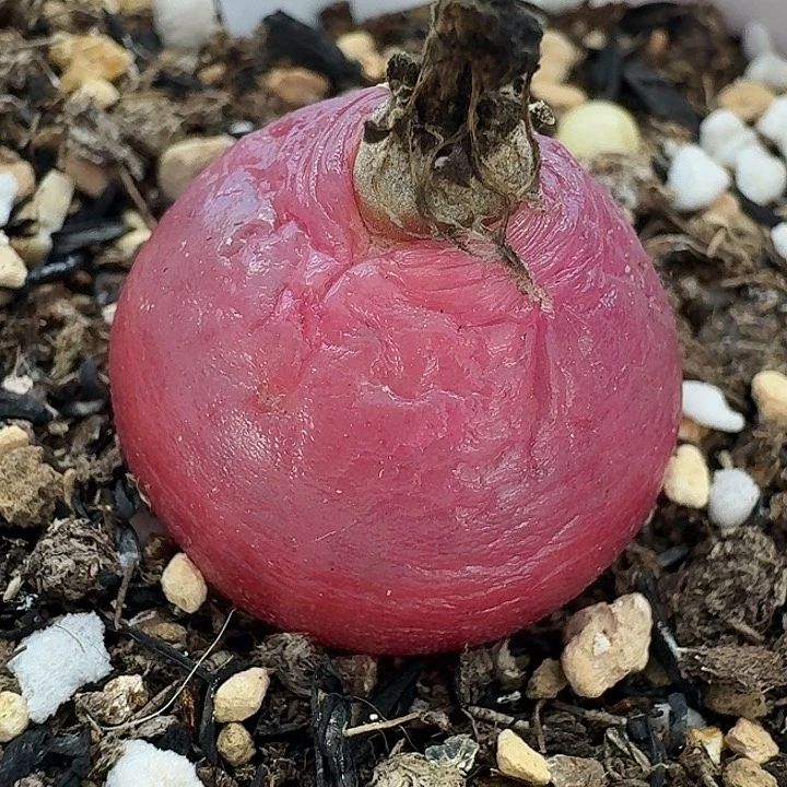 老马生石花灯泡1805