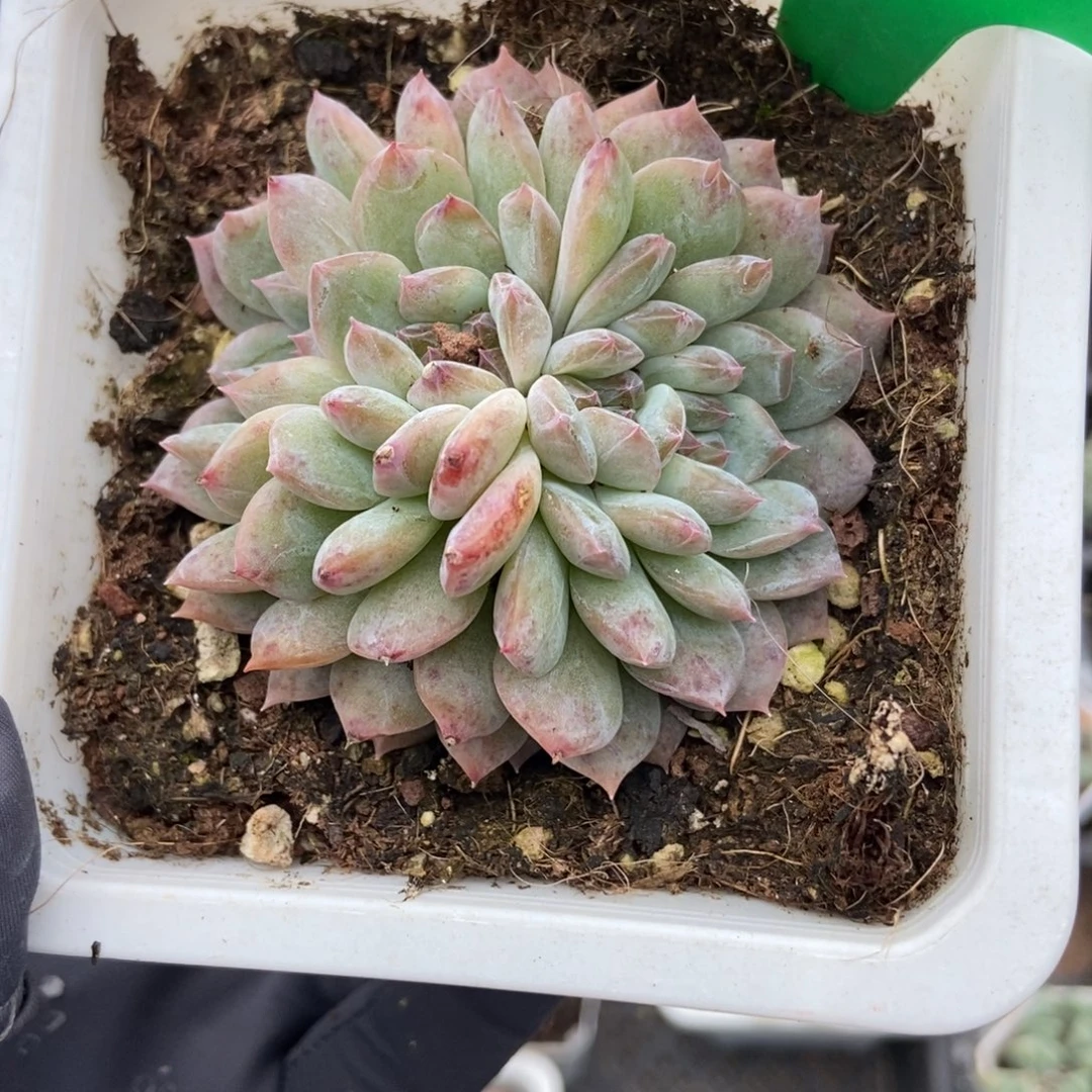772冰魄朵朵多肉植物