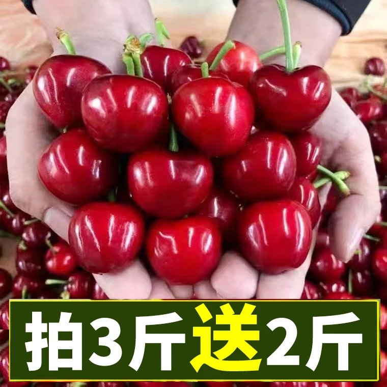 【航空冷链】★烟台大樱桃酸甜拉宾斯新鲜水果车厘子山东应季批发