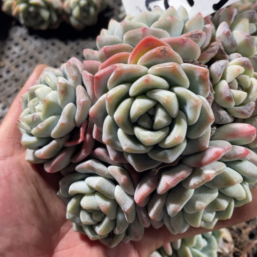 西西专拍冰玉群生多头