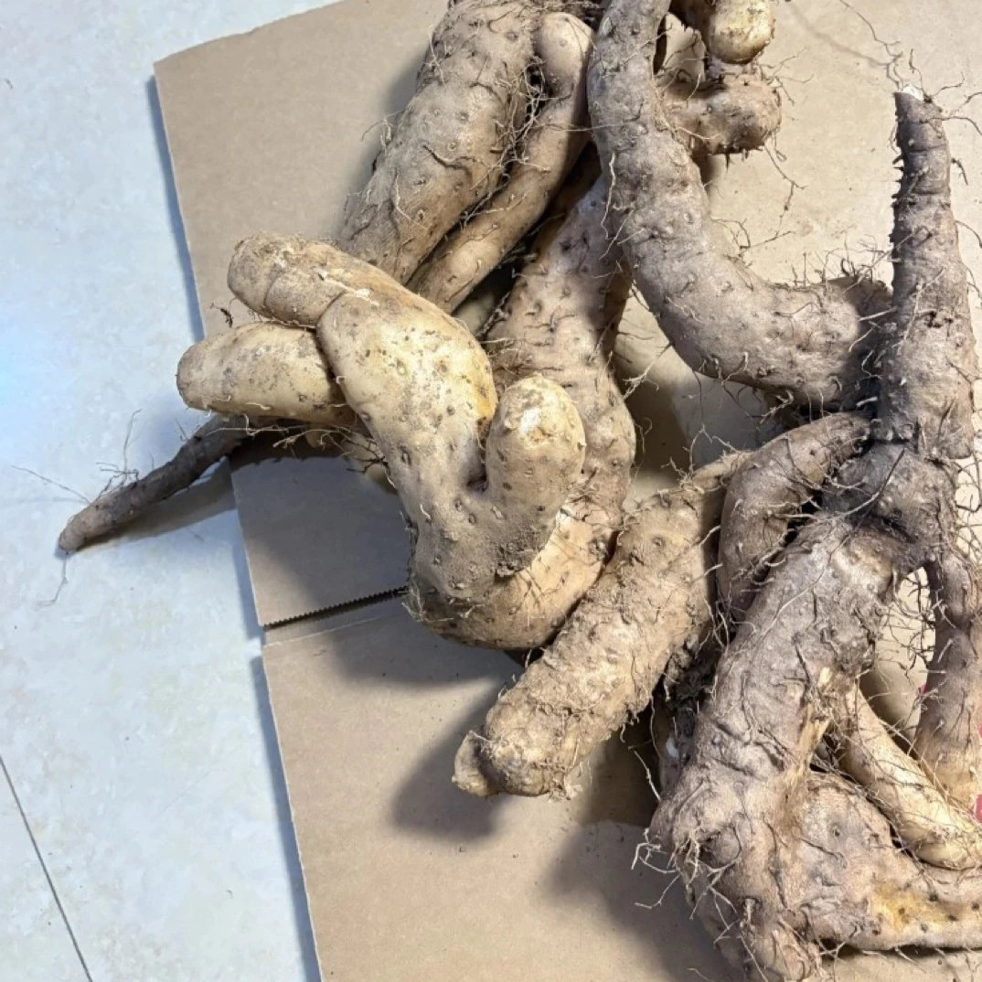 5斤焦作温县野生太行山自然生长山药新鲜采挖