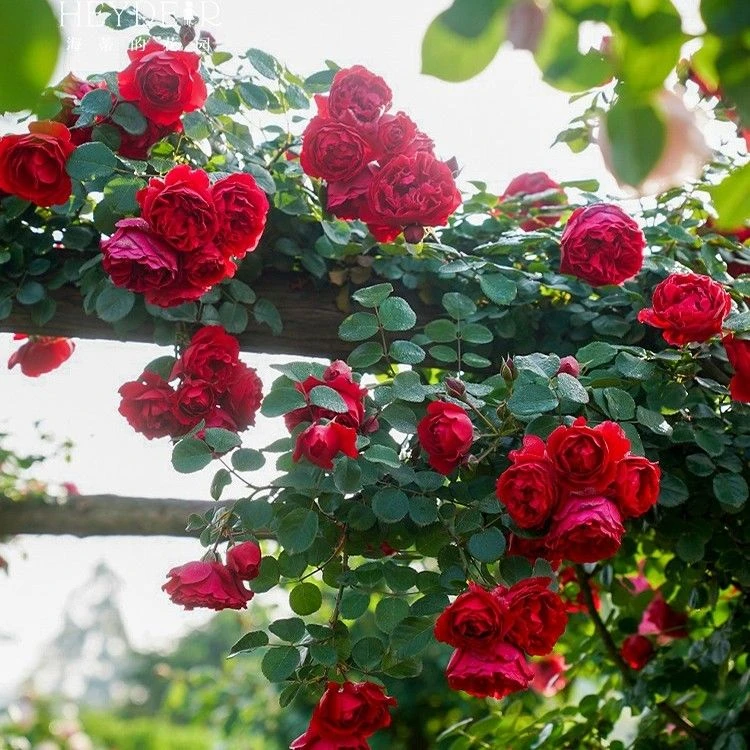 【爬藤月季】（3颗包邮）庭院盆栽地栽大花做爬墙做拱门