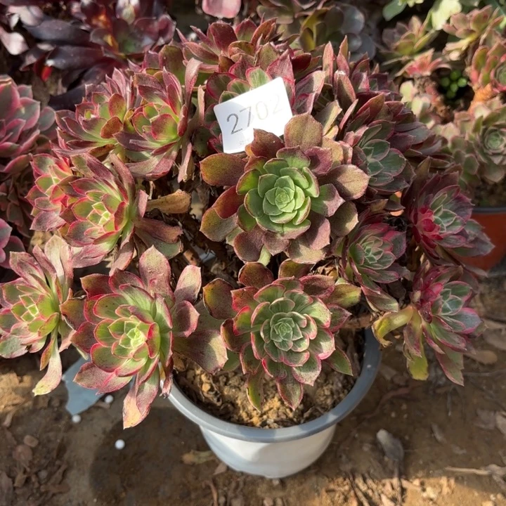 万花筒多肉处理不包断头2702