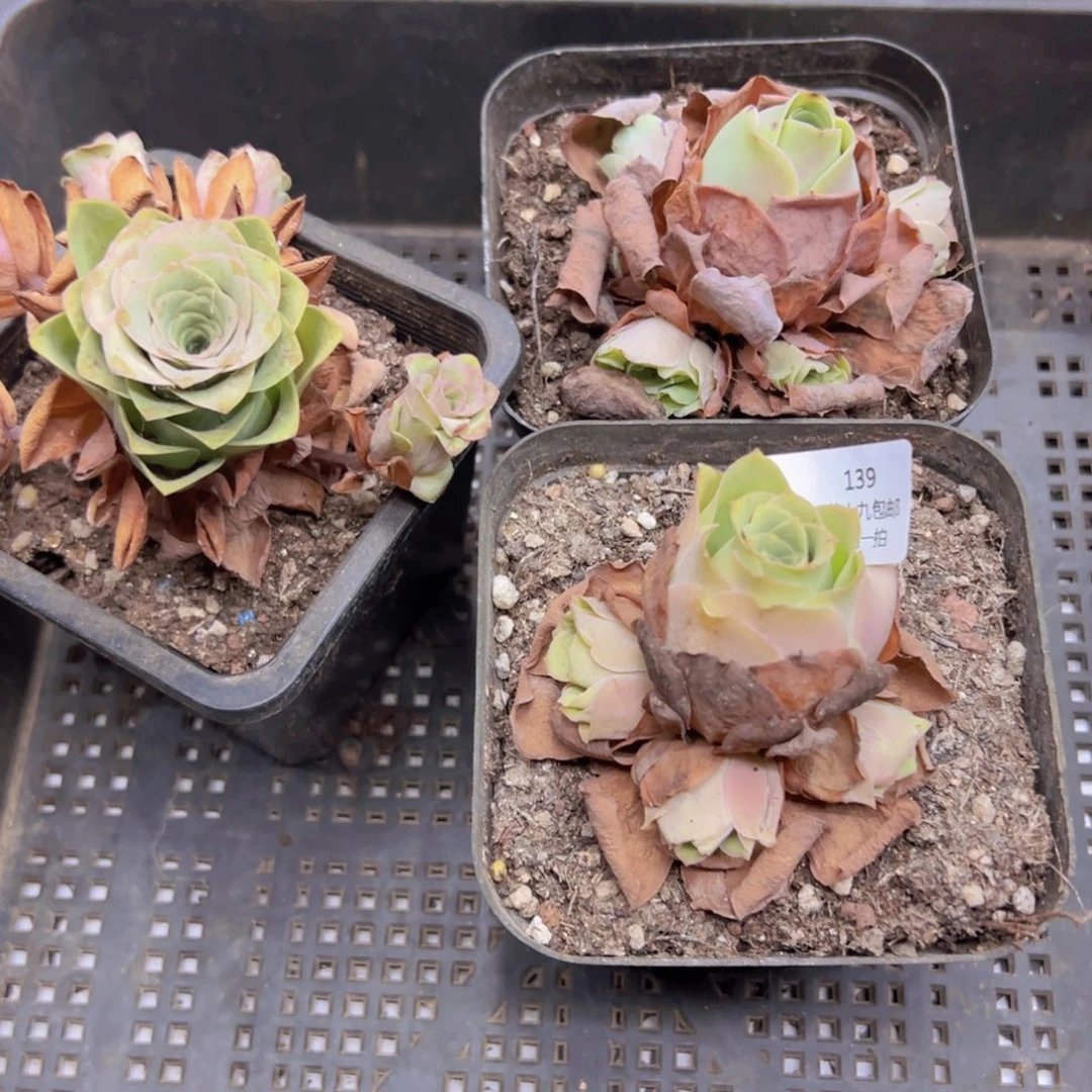 139 侧牙掉了不包损无售后