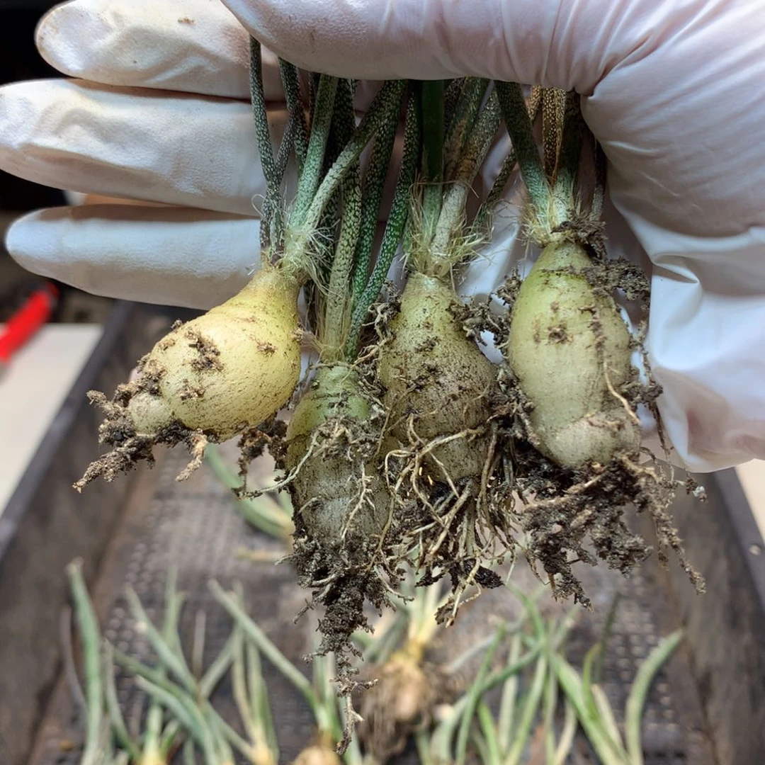 实生  美杜莎  (2颗1组) 福利