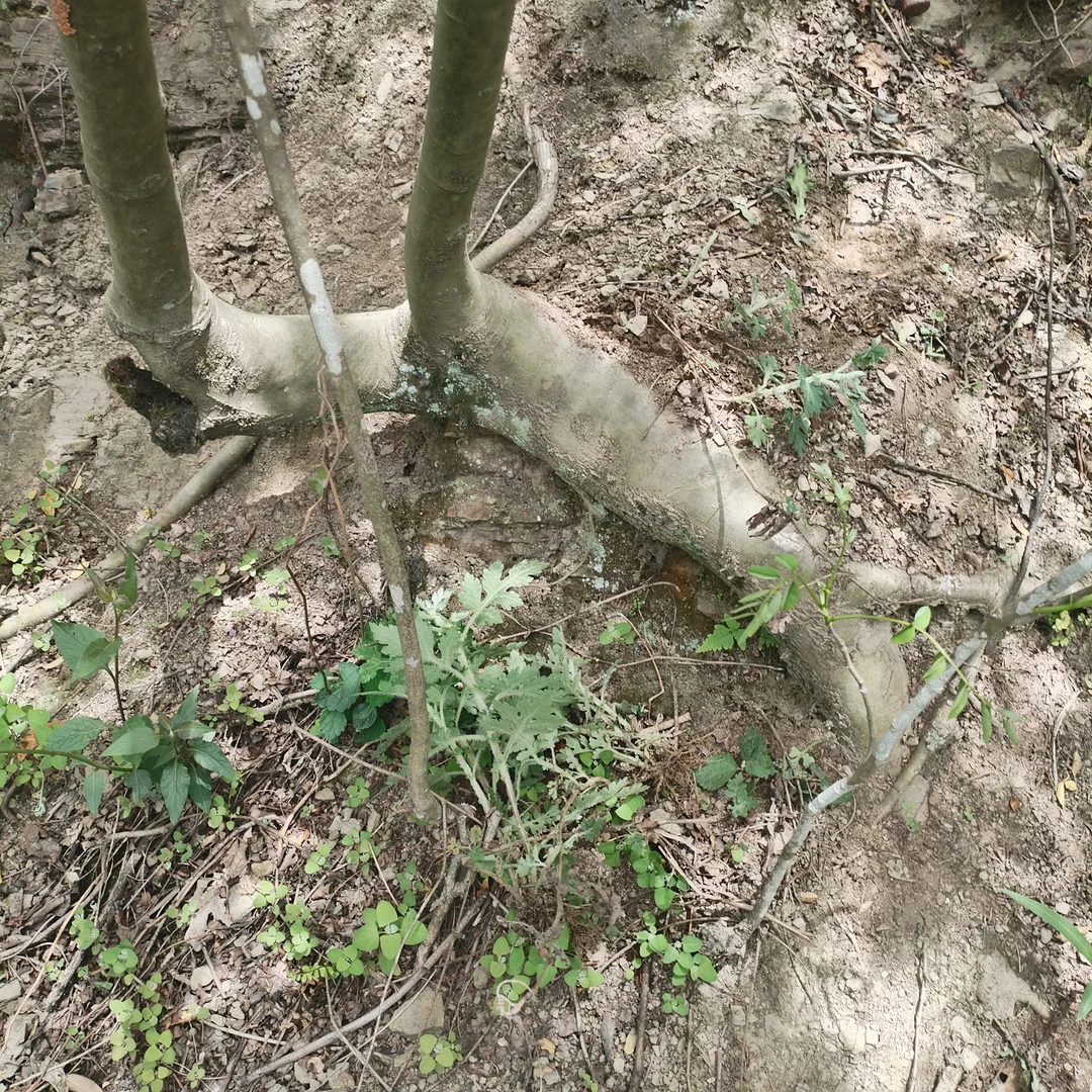 胡秃子朴树火棘各种杂木