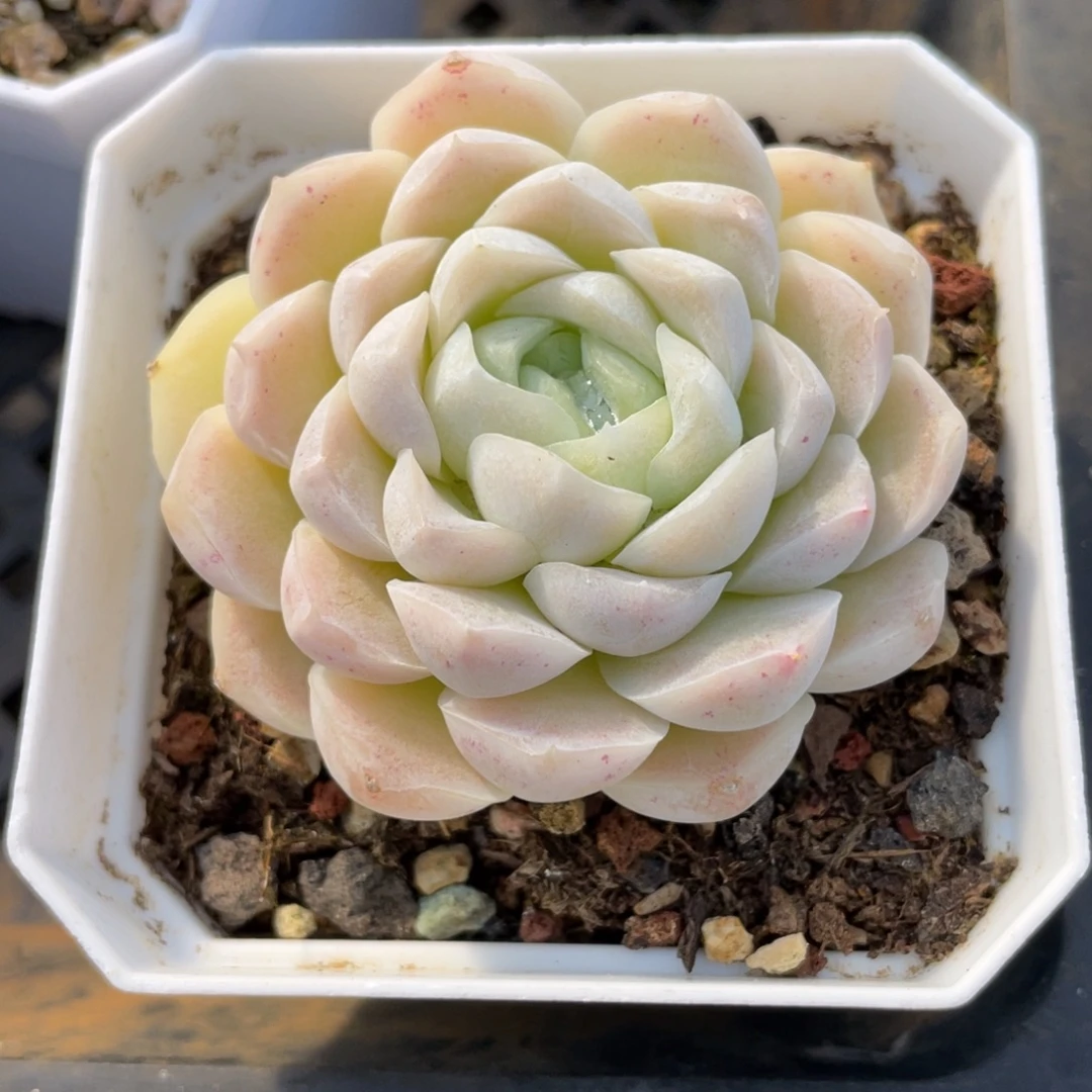 优选女妖女王多肉1840