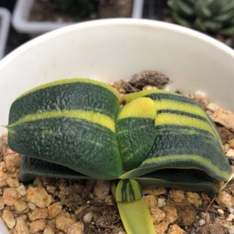 军配蜗牛锦母本带侧牙带盆发货