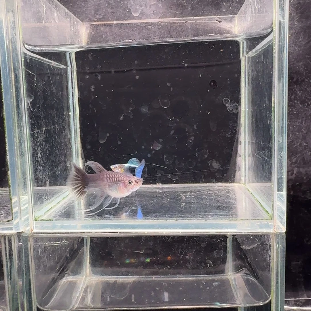 孔雀鱼蓝礼服缎带1对