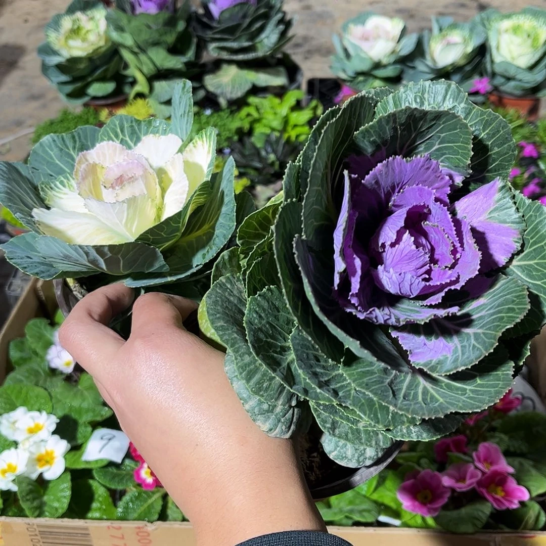 大部分花苞少量开放羽衣甘蓝两盆