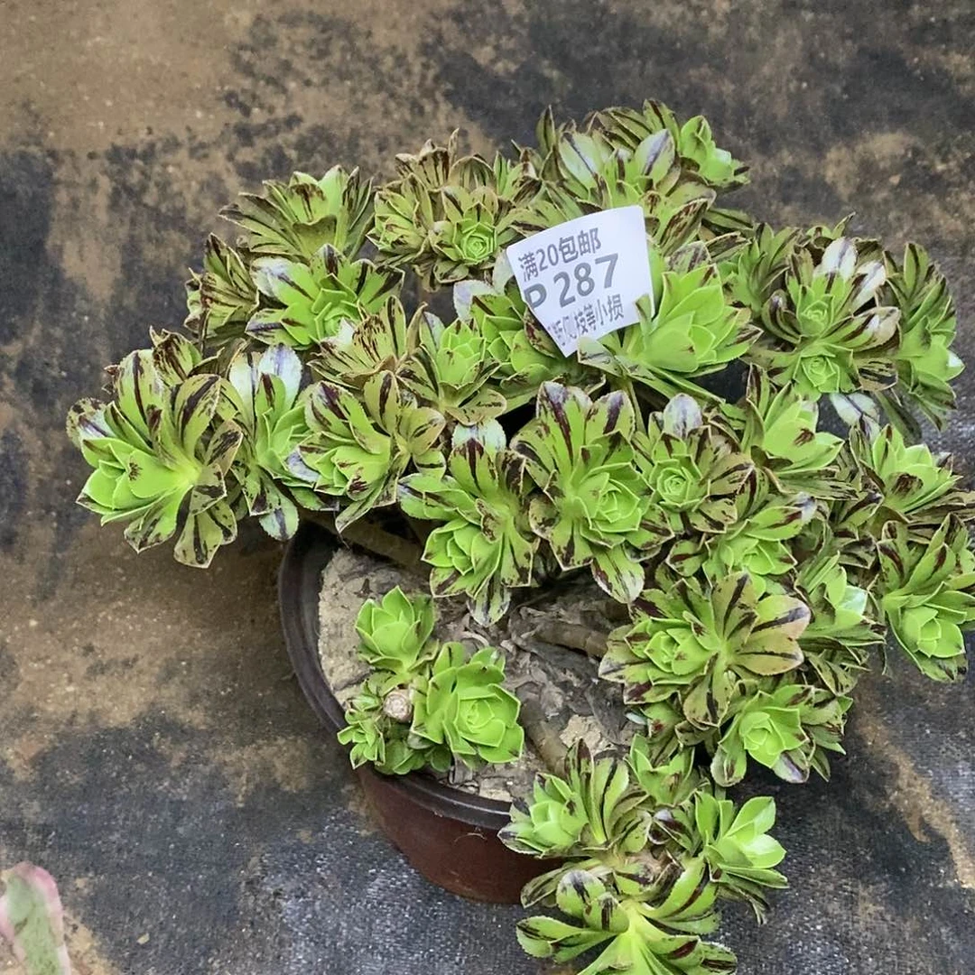 287碧火多肉法师锦有砍