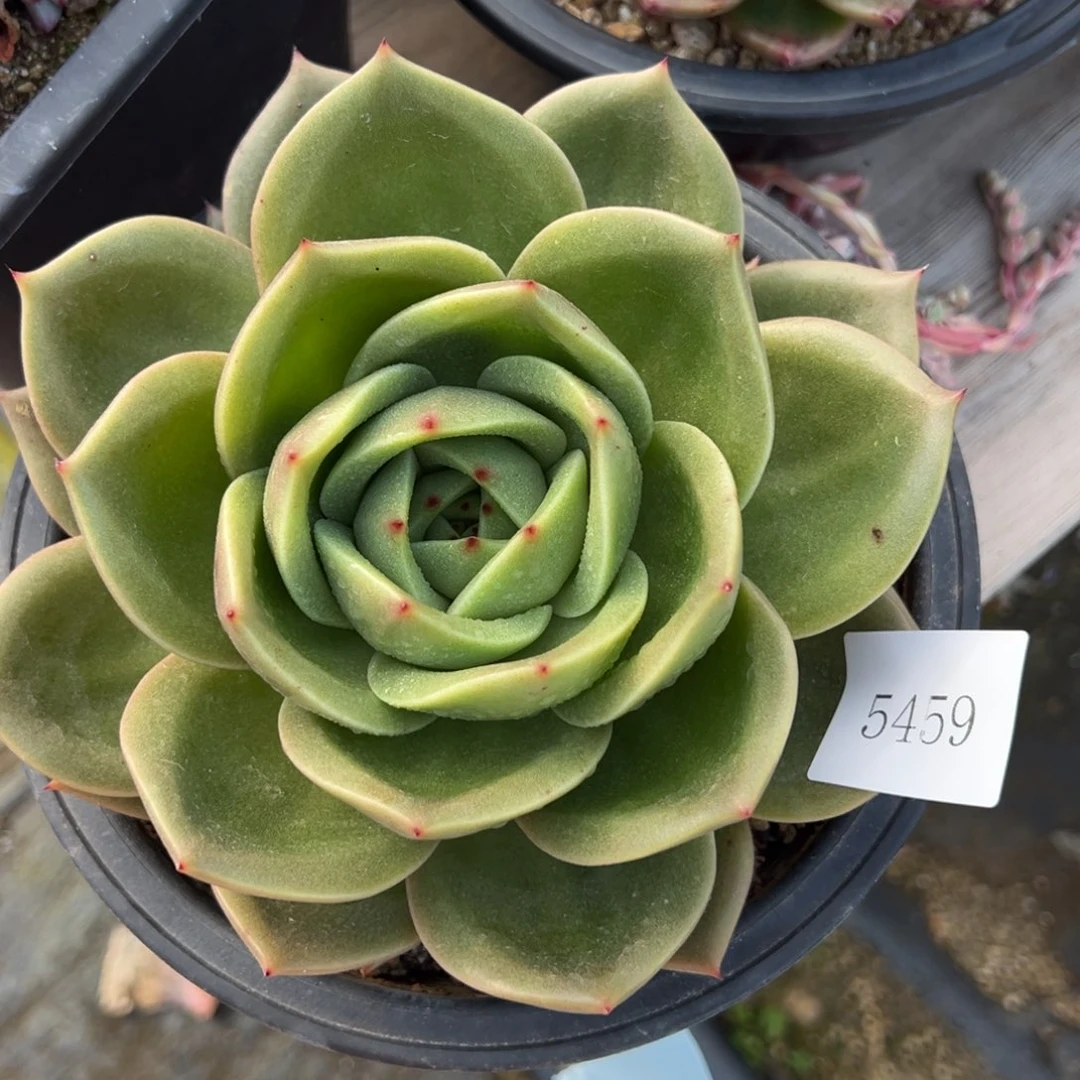 纵*5459肉肉肉肉肉肉肉肉