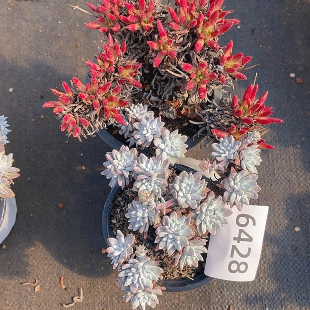 【闪购商品】白菊绿菊组合