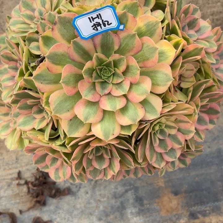 雨荷多肉不包损62