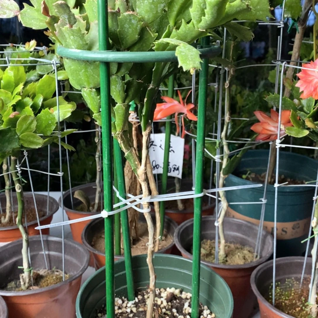 完全开放?****^多色叶仙嫁接蟹爪兰一物一拍