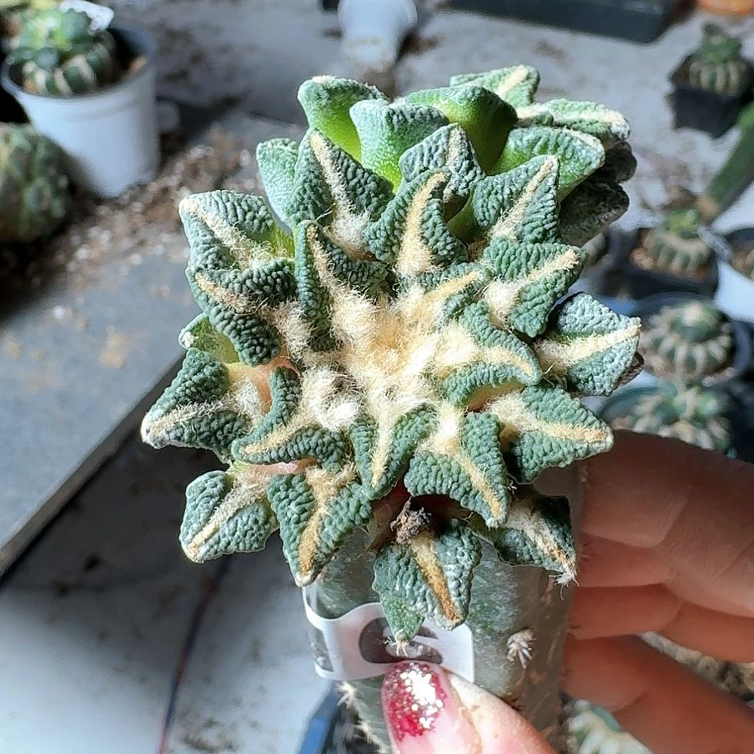 【闪购商品】无花朵大***杨黑牡丹016