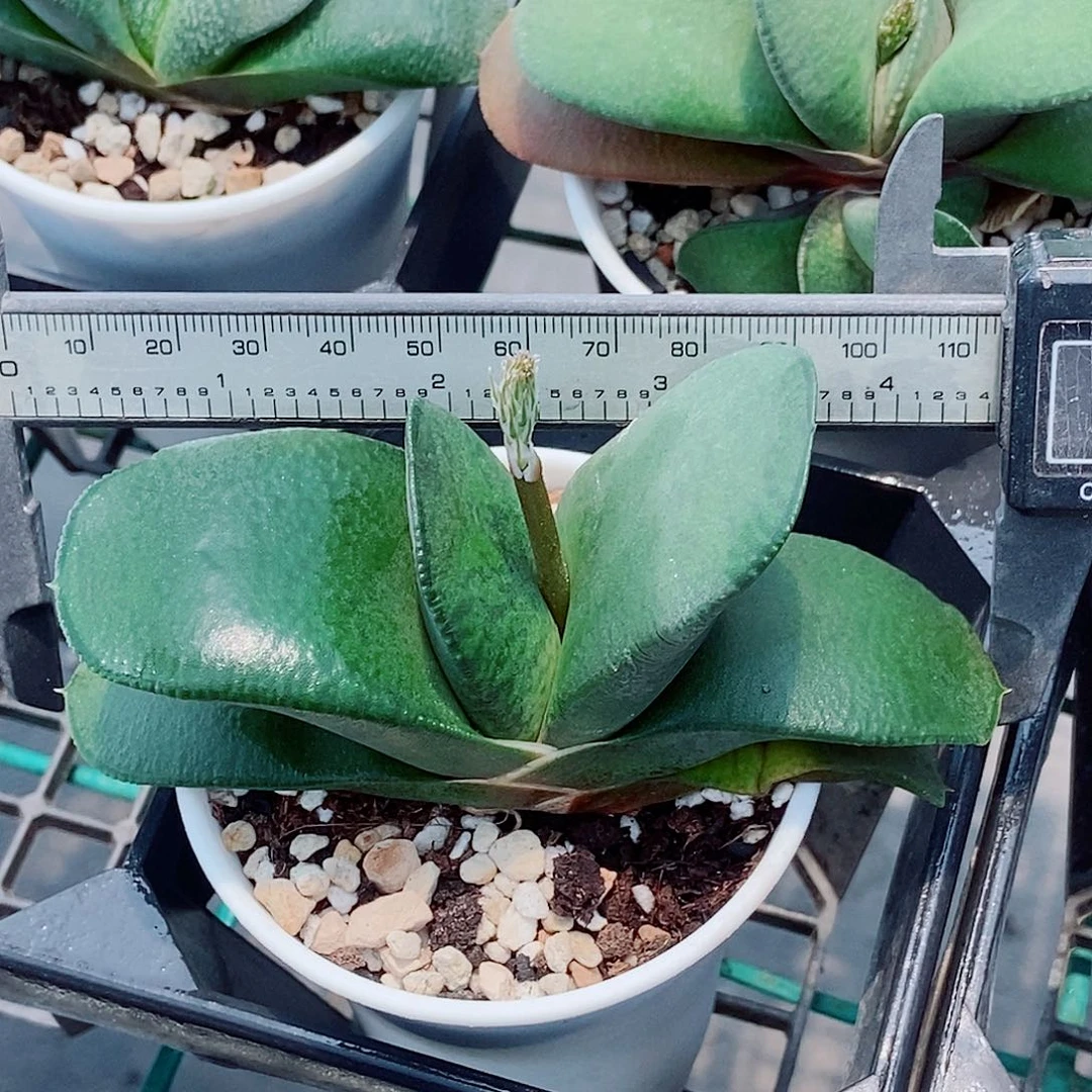 1052卧牛实生锦带盆发货