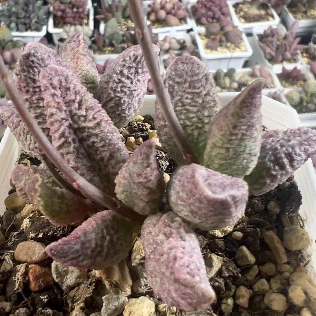 融化纹猪肝多头纯木质桩多肉植物