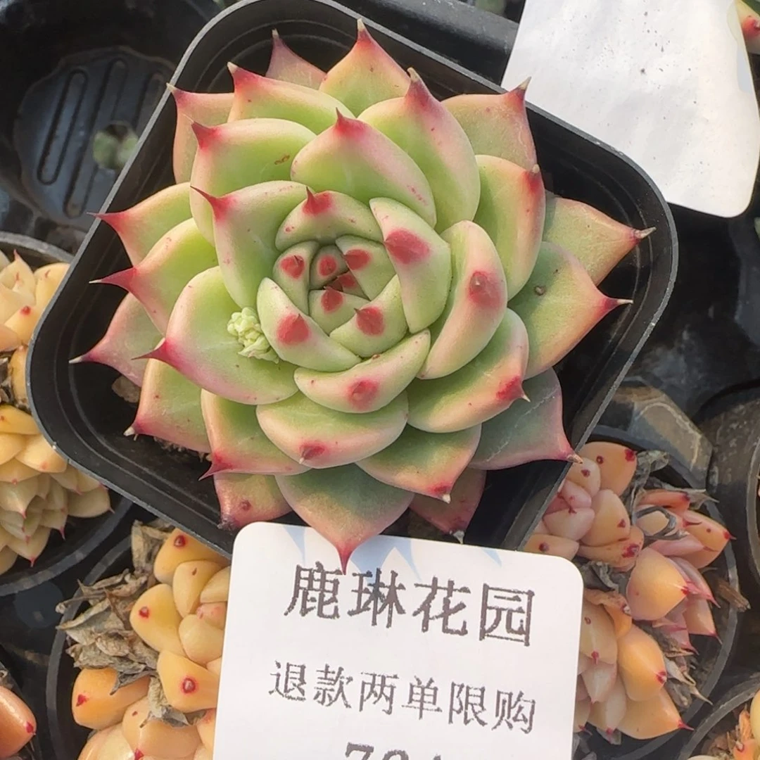 闪购精品多肉764号