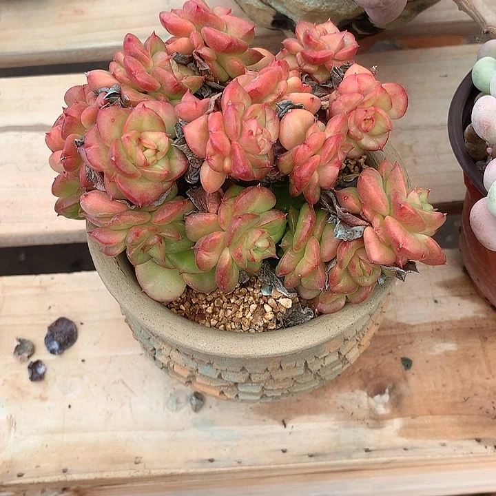 蓉***姐烧烤就去哦哦哦哦哦我