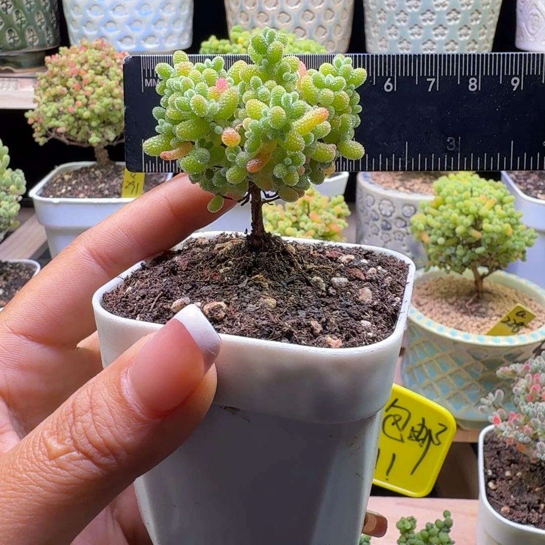 a28号橘子糖冠服4厘米左右