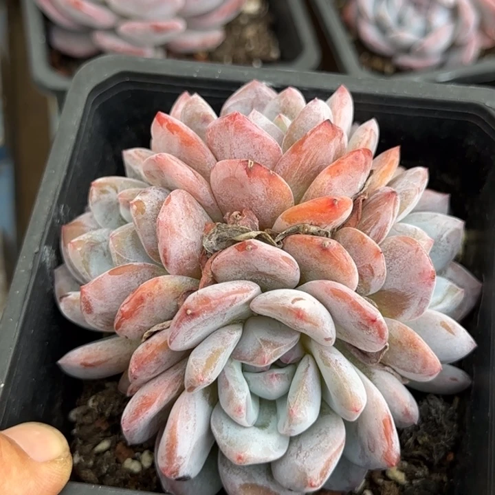 橙子惊鸿一物一拍包装收缩花旱