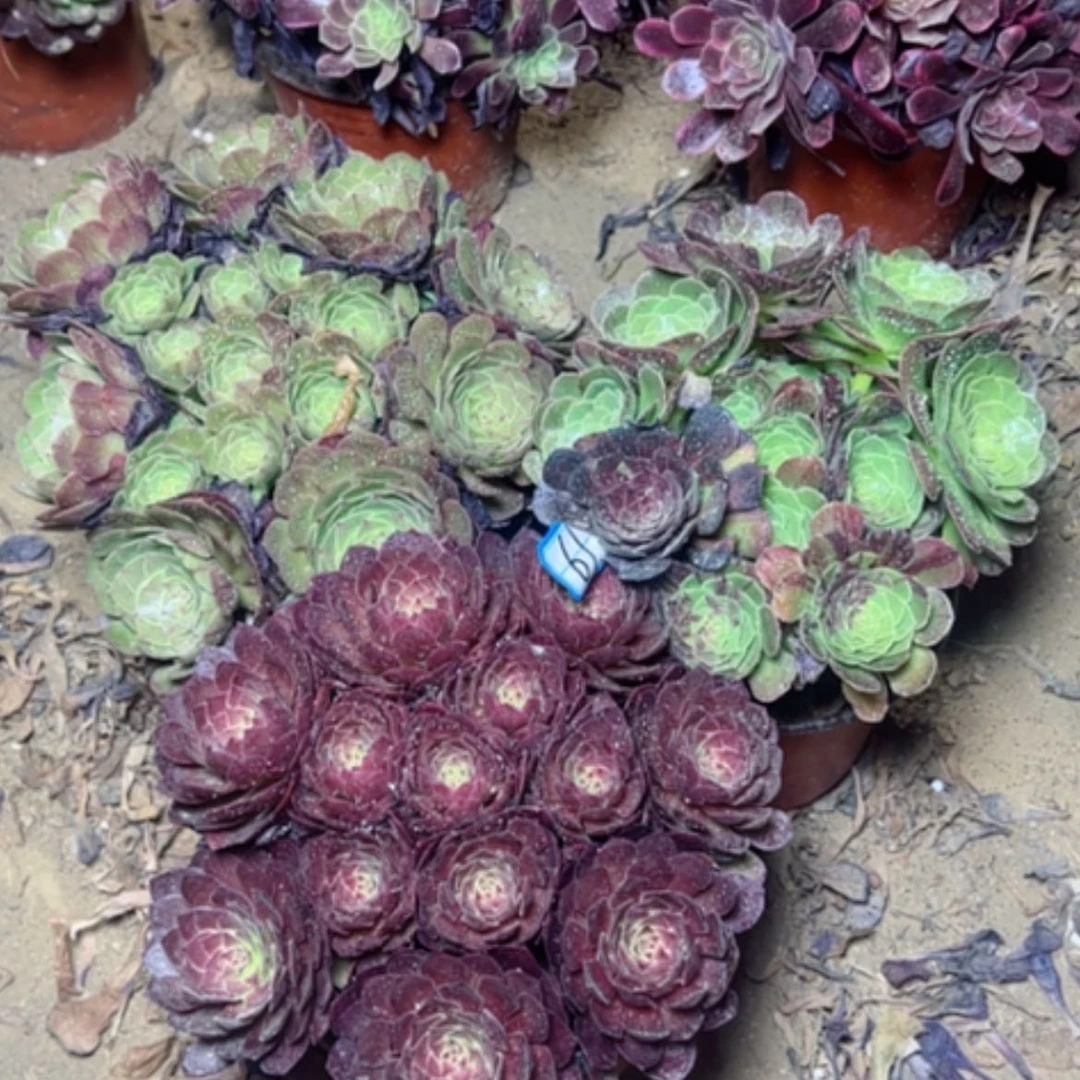 【闪购商品】多肉植物断枝不包61
