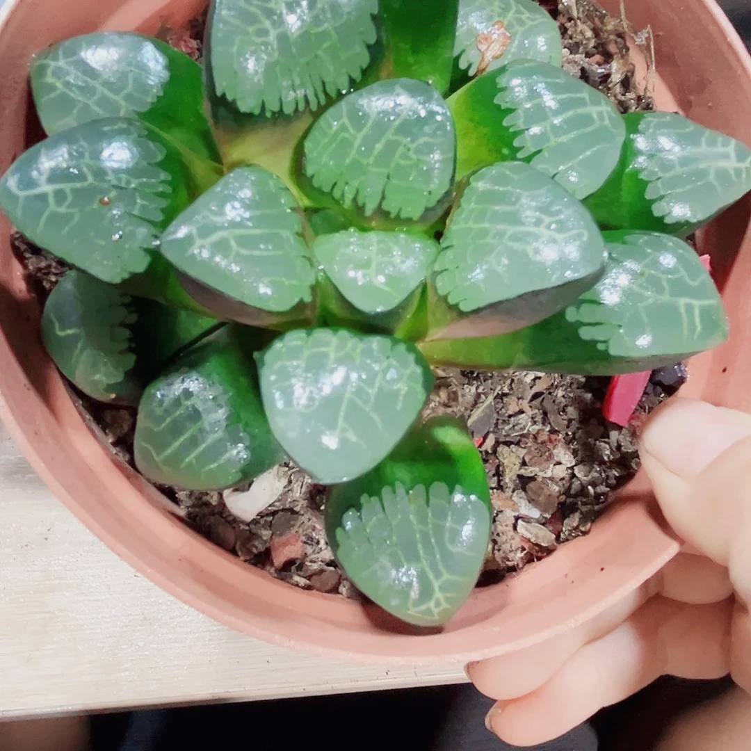 背窗克多肉植物6666