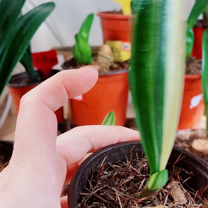 完全开放君子兰好看