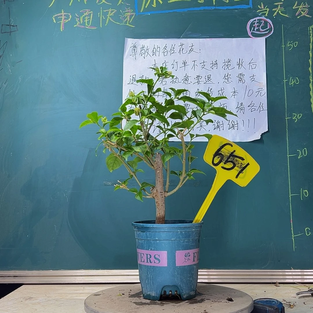 当前无花栽培后可以开花  六翼天使 651