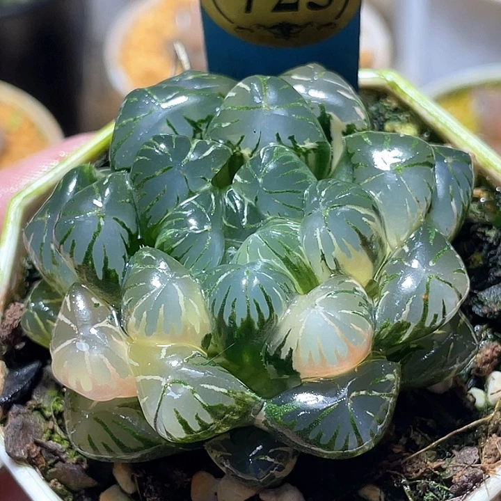 725卜卜紫锦母本级别