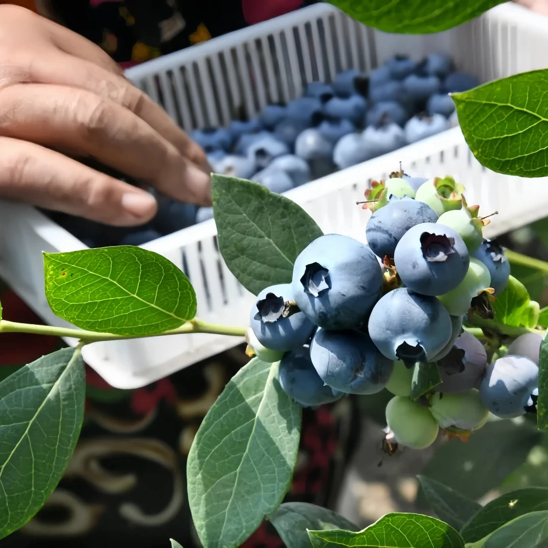 顺丰包邮-山东蓝莓鲜果产地直发水果零食天然无添加特惠