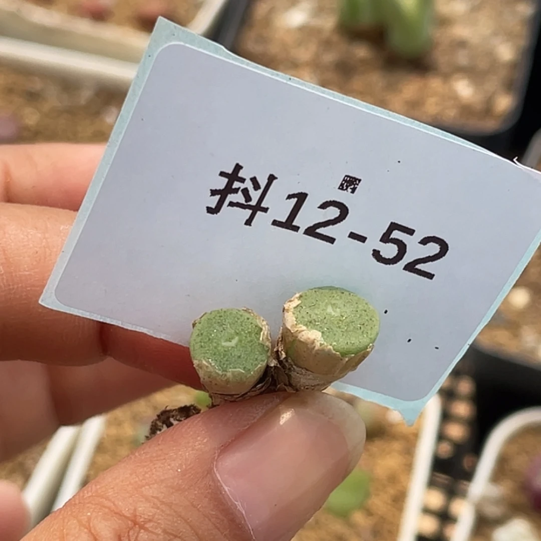 A***i12-52肉锥多肉植物