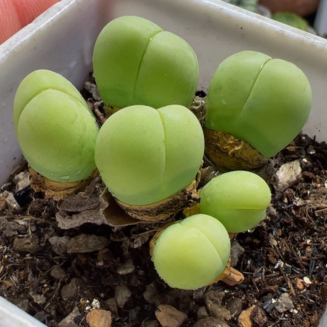 012多肉植物种类多样