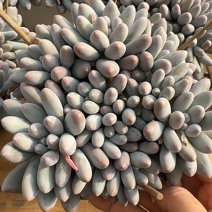 汤圆多肉植物的生长