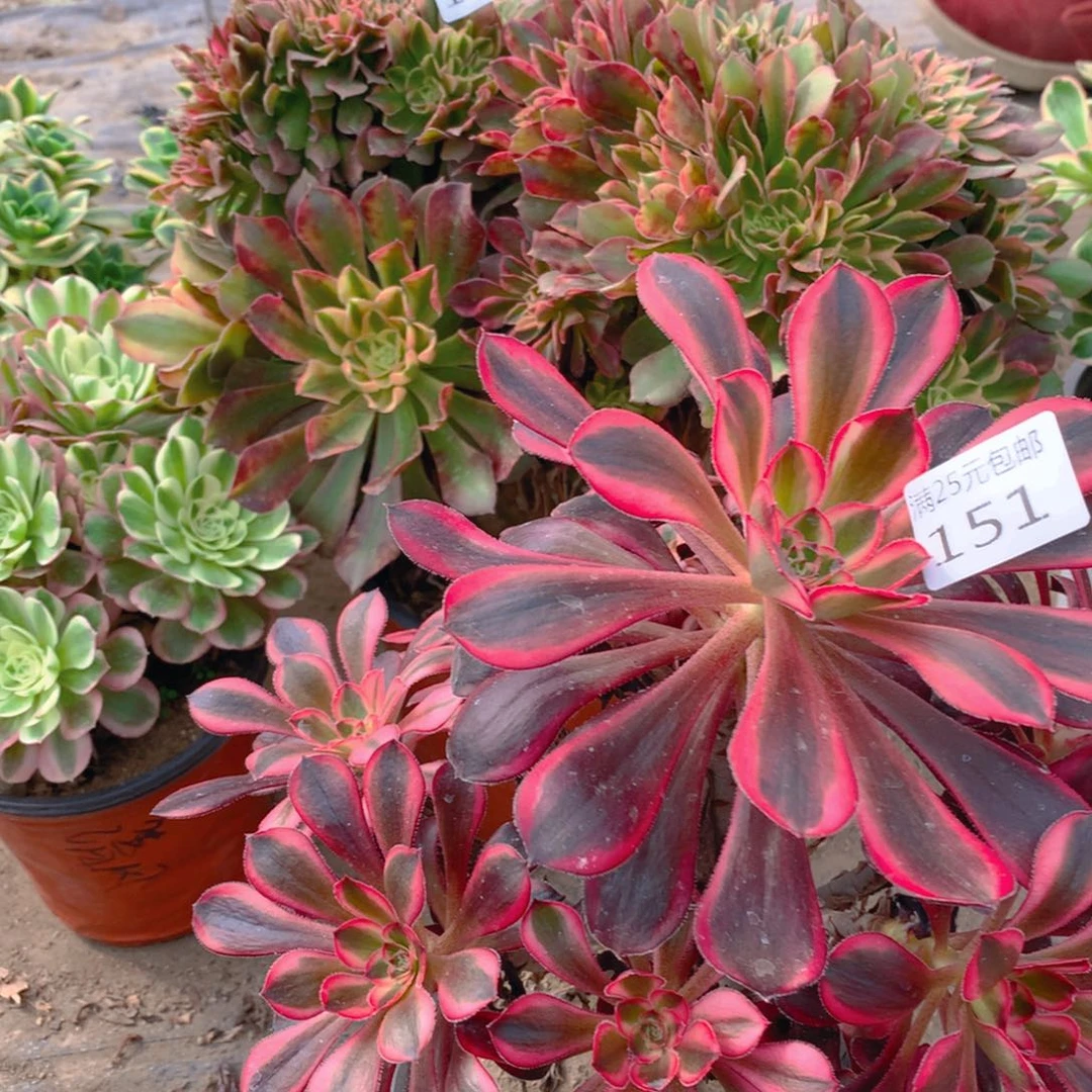 151香奈耳多肉植物